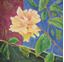 Picture of Hibiscus in the Dark