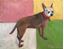 Picture of Chihuahua for Rosie